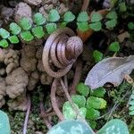 Cyclamen balearicum Fruto