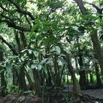 Inocarpus fagifer Habitat