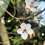 Prunus cerasus Floare