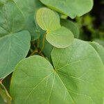 Cercis occidentalis Hostoa