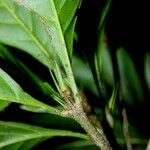 Lacunaria crenata 樹皮