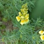 Linaria angustissimaFlower