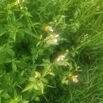 Bidens pilosa Leaf