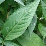 Justicia calycina Leaf