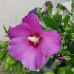 Hibiscus syriacusFlower