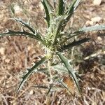 Atractylis humilis Leaf