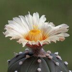 Astrophytum asterias Kwiat