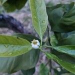 Citrus × limon Flors