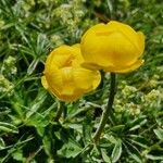 Trollius europaeusBlüte