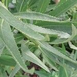 Vernonia arkansana Leaf