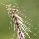 Hordeum secalinum Muu