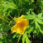 Paeonia ludlowii Çiçek