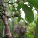 Psiloxylon mauritianum Fruit