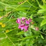 Pedicularis cenisia Flower