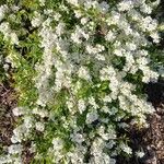 Exochorda racemosa Hábito
