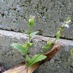 Lobelia inflata Habitatea