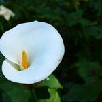 Zantedeschia aethiopicaBlüte