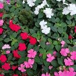 Impatiens wallerianaŽiedas