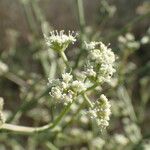 Seseli tortuosum Flower