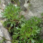 Saxifraga trifurcata Blatt