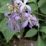 Clematis heracleifolia Λουλούδι