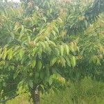 Prunus avium Folha