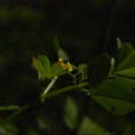 Medicago truncatula Flower
