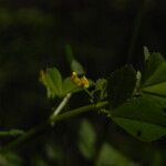 Medicago truncatula Flor