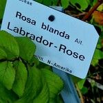 Rosa blanda Altul/Alta