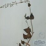 Isodon lophanthoides その他の提案