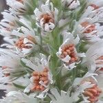 Reseda alba Blüte