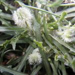 Hypochaeris robertia Fruto