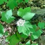 Viburnum acerifolium Bloem
