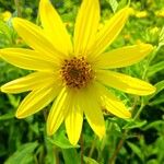 Helianthus giganteusFlor