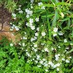 Bacopa repens Агульны выгляд