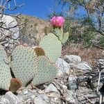 Opuntia basilaris 葉