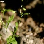 Hornungia procumbens Habitus