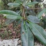 Mimusops balata Leaf