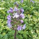 Lactuca alpina Flor