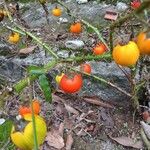 Solanum capsicoides Plod