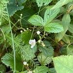 Rubus hispidus Yaprak