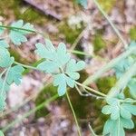 Capnoides sempervirens Leaf