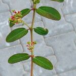 Euphorbia indica Hàbitat