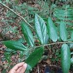 Cnestis polyphylla Leaf
