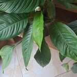 Spathiphyllum blandumList