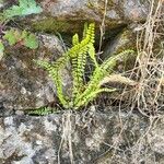 Asplenium trichomanes Φύλλο