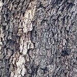 Quercus rotundifolia Bark