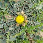 Centaurea acaulis Flor