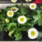 Bellis rotundifolia Flower