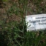 Tanacetum cinerariifolium Hoja